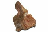 Fossil Plesiosaur (Thililua?) Cervical Vertebra - Asfla, Morocco #344922-2
